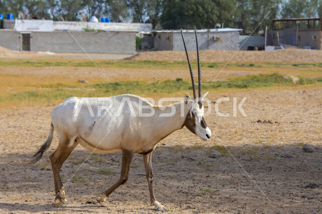  الاهتمام بالغزلان البرية, صورة مقربة لغزال أبيض اللون في إحدى المحميات الطبيعية, رعاية حيوان المها في البراري في المملكة العربية السعودية, مزارع لتربية الحيوانات والماشية 