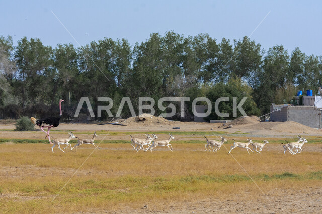 الاشجار والنباتات الخضراء في وضح النهار, مجموعة من الظباء في إحدى المحميات الطبيعية, تربية ورعاية حيوان المها في البراري في المملكة العربية السعودية, الاهتمام بالحيوانات البرية