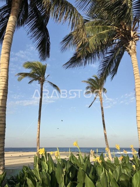 أشجار النخيل والاهتمام بمناظر الطبيعة على شواطئ البحر الأحمر, الواجهة البحرية في المملكة العربية السعودية في وقت النهار, أماكن النزهات والرحلات السياحية المشهورة, الاستمتاع بالعطلة الصيفية في مدينة جدة الساحلية