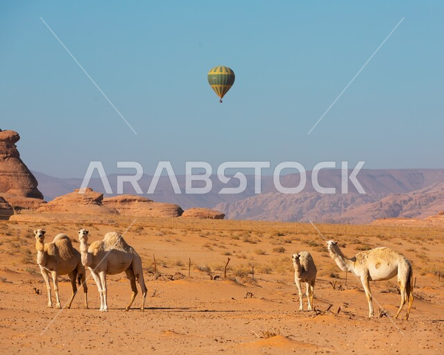 Al-Ula balloon event, natural rock formations in desert areas, famous tourist attractions, entertainment activities to stimulate tourism, camels in the Al-Ula deserts in the Kingdom of Saudi Arabia
