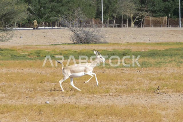  الاهتمام بالغزلان البرية, صورة لغزال يركض في إحدى المحميات الطبيعية, رعاية حيوان المها في البراري في المملكة العربية السعودية, مزارع لتربية الحيوانات 