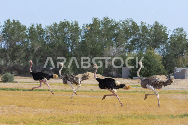 Caring for wild animals, a picture of a group of ostriches in a natural reserve, caring for birds in the prairies in the Kingdom of Saudi Arabia, farms for raising animals and livestock.