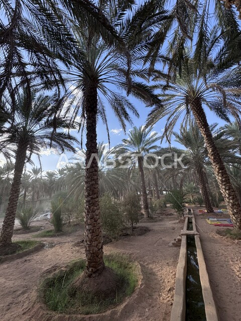 محمية طبيعية لزراعة أشجار النخيل, محاصيل زراعية ومنتجات محلية وطنية, موسم حصاد التمور, معالم محافظة العلا السياحية, المزراع والاراضي الزراعية في المملكة العربية السعودية, الطبيعة في القمم والمرتفعات الجبلية