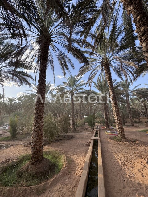 محمية طبيعية لزراعة أشجار النخيل, محاصيل زراعية ومنتجات محلية وطنية, موسم حصاد التمور, معالم محافظة العلا السياحية, المزراع والاراضي الزراعية في المملكة العربية السعودية, الطبيعة في القمم والمرتفعات الجبلية