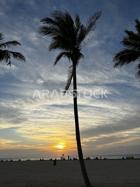 الاهتمام بزراعة أشجار النخيل على الواجهة البحرية على شواطئ البحر الأحمر, قدوم السياح من شتى أنحاء العالم إلى مدينة جدة الساحلية, أماكن الرحلات السياحية المشهورة, الاستمتاع بمنظر البحر في وقت شروق الشمس بالمملكة، الرحلات والنزهات العائلية في العطلة الصيفية.