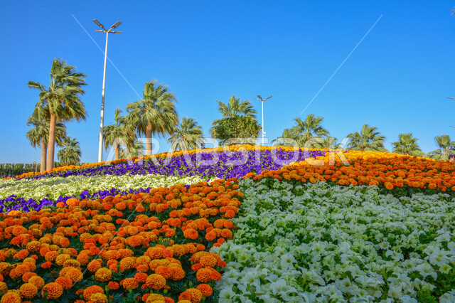 زراعة الورود والأزهار الملونة, انطلاق مهرجان ومعرض الزهور والحدائق في مدينة ينبع, الطبيعة في المملكة العربية السعودية, الاهتمام بالمنتزهات والحدائق الوردية, معالم وأماكن السياحة الترفيهيه