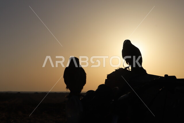 صورة ظليه لطيور الصقر في إحدى المحميات الطبيعيه وقت غروب الشمس، الشغف في تربيه الطيور الجارحة والمفترسة، أهمية الصقور في تاريخ السعودية،سالوليت