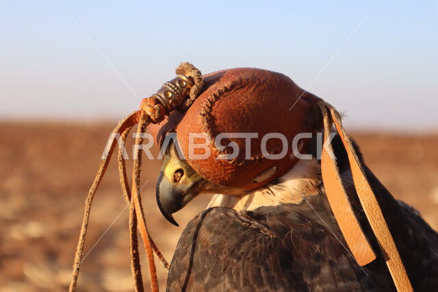 Training and taming falcons in the Kingdom of Saudi Arabia, catching and raising predatory birds in wild natural reserves, a close-up photo of a falcon bird of prey covered with a leather helmet on its head
