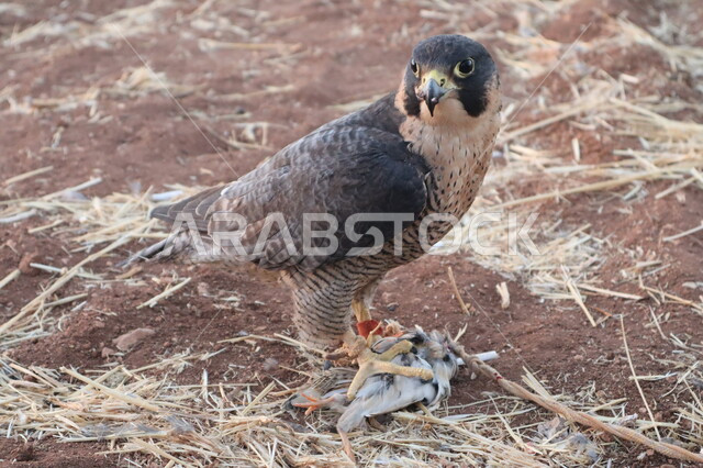 طائر الصقر  في إحدى المحميات الطبيعية ينظر إلى فريسته ،الفخر والاعتزاز بالتراث السعودي العريق في تربية الطيور الجارحة والمفترسة في المملكة العربية السعودية