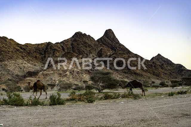تربية الابل في المحميات الطبيعية البرية ، مجموعه من الجمال تسير في جبل مكة في المملكة العربيه السعودية، رعي المواشي في القمم والمرتفعات الجبلية الصخرية في وقت النهار، معالم و أماكن اسلامية مشهورة، خلفية الطبيعه