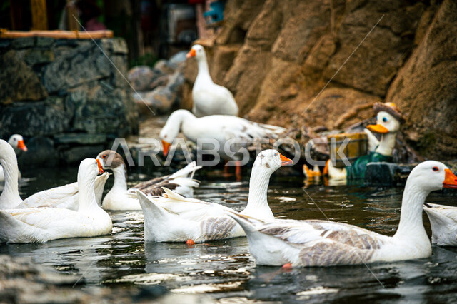 محمية طبيعيه للاهتمام بالحيوانات, صورة مقربة لطيور البط تعوم فوق المياه في إحدى حدائق الحيوان بمدينة الطائف, الحياة البرية وتربيه الطيور في مناطق جبال الهدا بالمملكة العربية السعودية