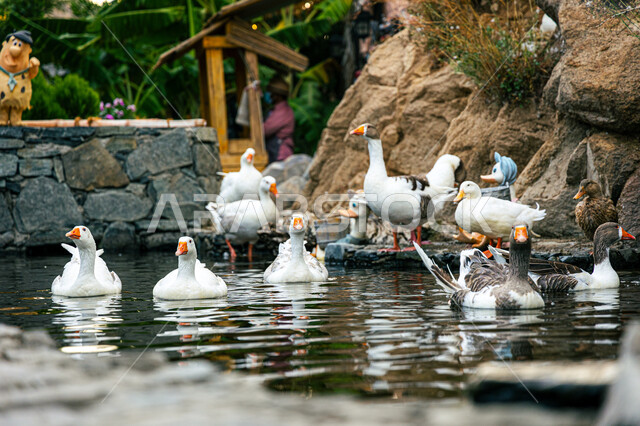 محمية طبيعيه للاهتمام بالحيوانات, صورة مقربة لطيور البط تعوم فوق المياه في إحدى حدائق الحيوان بمدينة الطائف, الحياة البرية وتربيه الطيور في مناطق جبال الهدا بالمملكة العربية السعودية