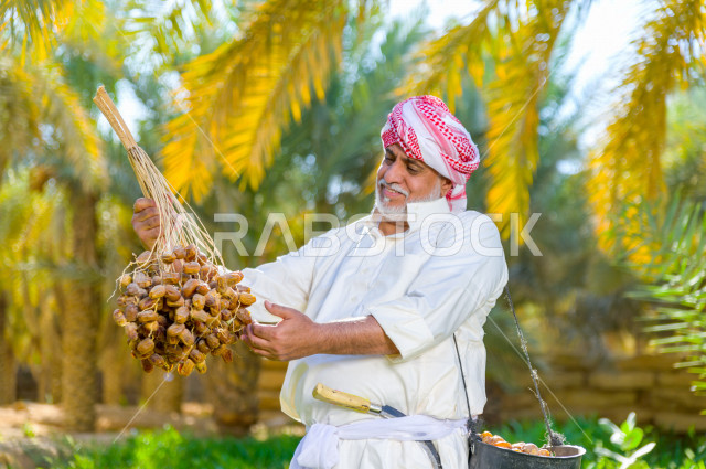 مزارع سعودي خليجي يقوم بحصاد و التقاط التمور باستخدام ادوات شعبية قديمة ، مهنة تراثية  ، الموسم الزراعي ، موسم جني محصول التمور في المناطق الزراعية ، مزارع النخيل المثمرة في المملكة العربية السعودية ، مزارع لانتاج التمور ، المناطق الزراعية للنخيل