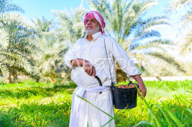 مزارع سعودي خليجي يقوم بحصاد و التقاط التمور باستخدام ادوات شعبية قديمة ، مهنة تراثية  ، الموسم الزراعي ، موسم جني محصول التمور في المناطق الزراعية ، مزارع النخيل المثمرة في المملكة العربية السعودية ، مزارع لانتاج التمور ، المناطق الزراعية للنخيل