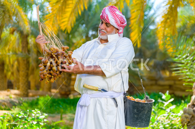 مزارع سعودي خليجي يقوم بحصاد و التقاط التمور باستخدام ادوات شعبية قديمة ، مهنة تراثية  ، الموسم الزراعي ، موسم جني محصول التمور في المناطق الزراعية ، مزارع النخيل المثمرة في المملكة العربية السعودية ، مزارع لانتاج التمور ، المناطق الزراعية للنخيل