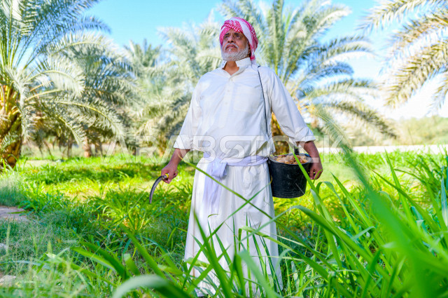 مزارع سعودي خليجي يقوم بحصاد و التقاط التمور باستخدام ادوات شعبية قديمة ، مهنة تراثية  ، الموسم الزراعي ، موسم جني محصول التمور في المناطق الزراعية ، مزارع النخيل المثمرة في المملكة العربية السعودية ، مزارع لانتاج التمور ، المناطق الزراعية للنخيل