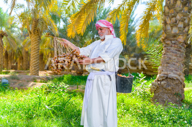مزارع سعودي خليجي يقوم بحصاد و التقاط التمور باستخدام ادوات شعبية قديمة ، مهنة تراثية  ، الموسم الزراعي ، موسم جني محصول التمور في المناطق الزراعية ، مزارع النخيل المثمرة في المملكة العربية السعودية ، مزارع لانتاج التمور ، المناطق الزراعية للنخيل