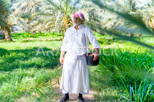 مزارع سعودي خليجي يقوم بحصاد و التقاط التمور باستخدام ادوات شعبية قديمة ، مهنة تراثية  ، الموسم الزراعي ، موسم جني محصول التمور في المناطق الزراعية ، مزارع النخيل المثمرة في المملكة العربية السعودية ، مزارع لانتاج التمور ، المناطق الزراعية للنخيل