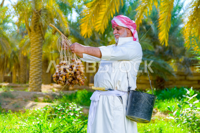 مزارع سعودي خليجي يقوم بحصاد و التقاط التمور باستخدام ادوات شعبية قديمة ، مهنة تراثية  ، الموسم الزراعي ، موسم جني محصول التمور في المناطق الزراعية ، مزارع النخيل المثمرة في المملكة العربية السعودية ، مزارع لانتاج التمور ، المناطق الزراعية للنخيل
