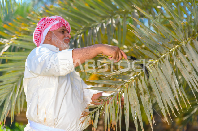 A Saudi Gulf farmer takes care of palm trees and their products, the agricultural season, the date harvest season in agricultural areas, fruitful palm farms in the Kingdom of Saudi Arabia, farms for the production of dates, agricultural areas for palm