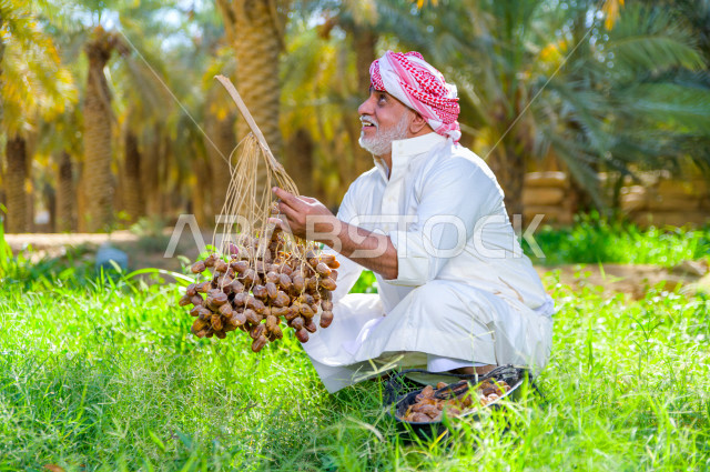 مزارع سعودي خليجي يقوم بحصاد و التقاط التمور باستخدام ادوات شعبية قديمة ، مهنة تراثية  ، الموسم الزراعي ، موسم جني محصول التمور في المناطق الزراعية ، مزارع النخيل المثمرة في المملكة العربية السعودية ، مزارع لانتاج التمور ، المناطق الزراعية للنخيل