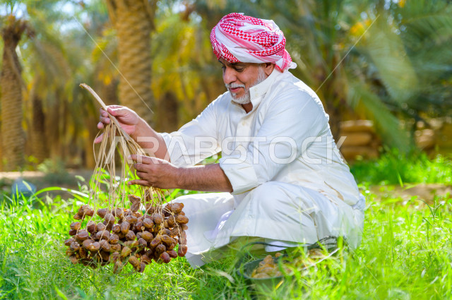مزارع سعودي خليجي يقوم بحصاد و التقاط التمور باستخدام ادوات شعبية قديمة ، مهنة تراثية  ، الموسم الزراعي ، موسم جني محصول التمور في المناطق الزراعية ، مزارع النخيل المثمرة في المملكة العربية السعودية ، مزارع لانتاج التمور ، المناطق الزراعية للنخيل