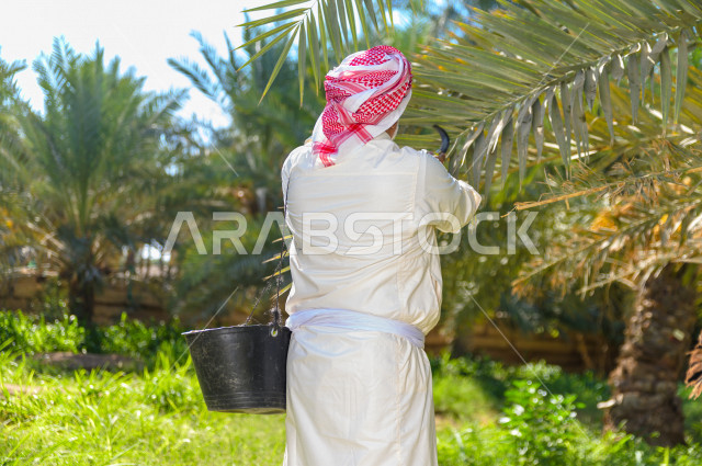 مزارع سعودي خليجي يقوم بحصاد و التقاط التمور باستخدام ادوات شعبية قديمة ، مهنة تراثية  ، الموسم الزراعي ، موسم جني محصول التمور في المناطق الزراعية ، مزارع النخيل المثمرة في المملكة العربية السعودية ، مزارع لانتاج التمور ، المناطق الزراعية للنخيل