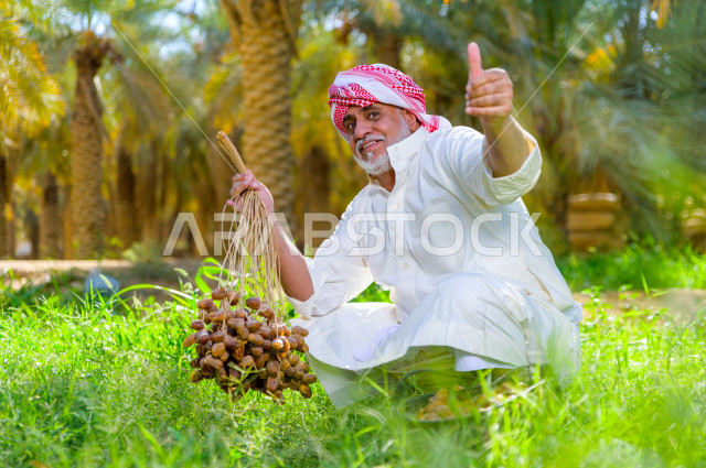 مزارع سعودي خليجي يقوم بحصاد و التقاط التمور باستخدام ادوات شعبية قديمة ، مهنة تراثية  ، الموسم الزراعي ، موسم جني محصول التمور في المناطق الزراعية ، مزارع النخيل المثمرة في المملكة العربية السعودية ، مزارع لانتاج التمور ، المناطق الزراعية للنخيل