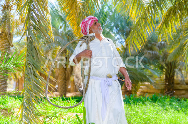 مزارع سعودي خليجي يقوم بحصاد و التقاط التمور باستخدام ادوات شعبية قديمة ،  متسلق إحدى النخلات مستخدما الجحشة ، التي تحافظ على سلامته من السقوط ، الموسم الزراعي ، موسم جني محصول التمور في المناطق الزراعية ، مزارع النخيل المثمرة في المملكة العربية السعودية 