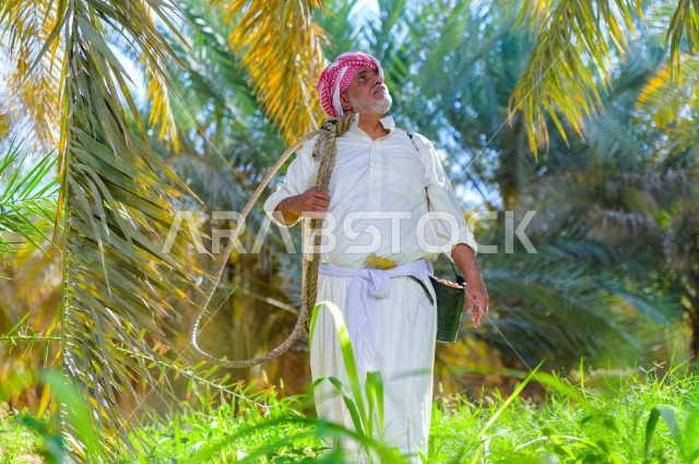 مزارع سعودي خليجي يقوم بحصاد و التقاط التمور باستخدام ادوات شعبية قديمة ،  متسلق إحدى النخلات مستخدما الجحشة ، التي تحافظ على سلامته من السقوط ، الموسم الزراعي ، موسم جني محصول التمور في المناطق الزراعية ، مزارع النخيل المثمرة في المملكة العربية السعودية 