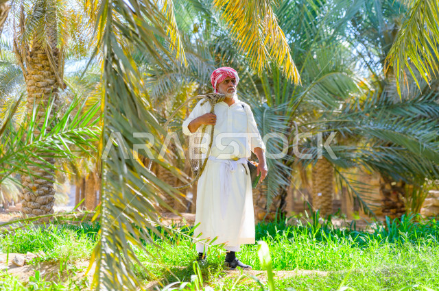 مزارع سعودي خليجي يقوم بحصاد و التقاط التمور باستخدام ادوات شعبية قديمة ،  متسلق إحدى النخلات مستخدما الجحشة ، التي تحافظ على سلامته من السقوط ، الموسم الزراعي ، موسم جني محصول التمور في المناطق الزراعية ، مزارع النخيل المثمرة في المملكة العربية السعودية 