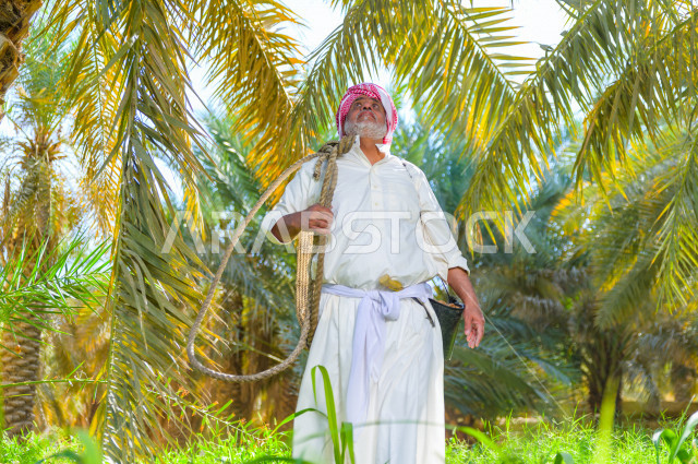 مزارع سعودي خليجي يقوم بحصاد و التقاط التمور باستخدام ادوات شعبية قديمة ،  متسلق إحدى النخلات مستخدما الجحشة ، التي تحافظ على سلامته من السقوط ، الموسم الزراعي ، موسم جني محصول التمور في المناطق الزراعية ، مزارع النخيل المثمرة في المملكة العربية السعودية 