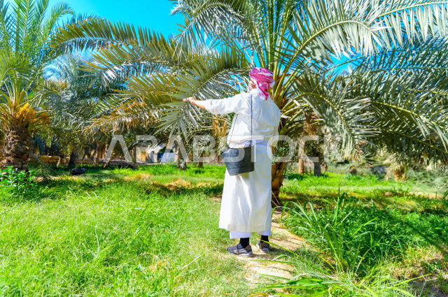 مزارع سعودي خليجي يقوم بحصاد و التقاط التمور باستخدام ادوات شعبية قديمة ،  متسلق إحدى النخلات مستخدما الجحشة ، التي تحافظ على سلامته من السقوط ، الموسم الزراعي ، موسم جني محصول التمور في المناطق الزراعية ، مزارع النخيل المثمرة في المملكة العربية السعودية 