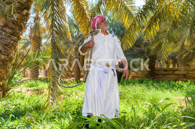 مزارع سعودي خليجي يقوم بحصاد و التقاط التمور باستخدام ادوات شعبية قديمة ،  متسلق إحدى النخلات مستخدما الجحشة ، التي تحافظ على سلامته من السقوط ، الموسم الزراعي ، موسم جني محصول التمور في المناطق الزراعية ، مزارع النخيل المثمرة في المملكة العربية السعودية 