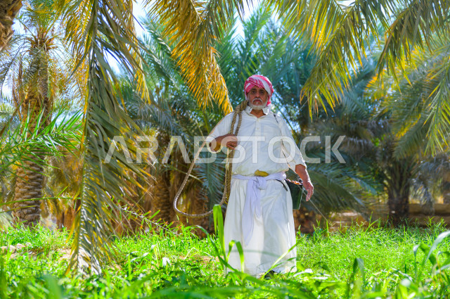 مزارع سعودي خليجي يقوم بحصاد و التقاط التمور باستخدام ادوات شعبية قديمة ،  متسلق إحدى النخلات مستخدما الجحشة ، التي تحافظ على سلامته من السقوط ، الموسم الزراعي ، موسم جني محصول التمور في المناطق الزراعية ، مزارع النخيل المثمرة في المملكة العربية السعودية 