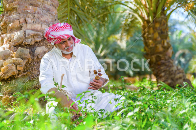 مزارع سعودي خليجي يقوم بحصاد و التقاط التمور باستخدام ادوات شعبية قديمة ، مهنة تراثية  ، الموسم الزراعي ، موسم جني محصول التمور في المناطق الزراعية ، مزارع النخيل المثمرة في المملكة العربية السعودية ، مزارع لانتاج التمور ، المناطق الزراعية للنخيل