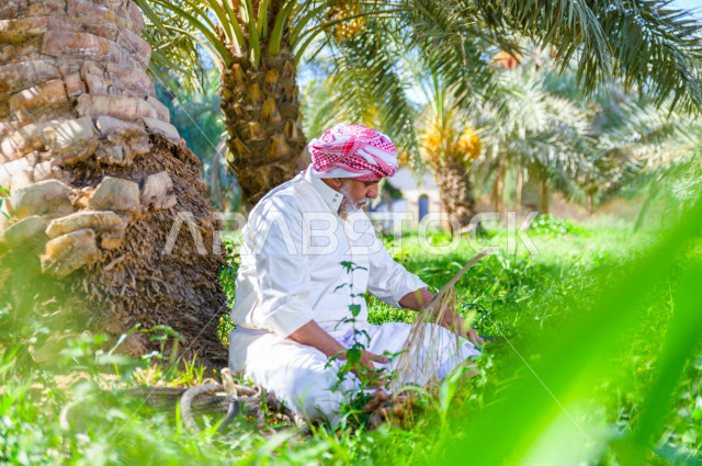 مزارع سعودي خليجي يقوم بحصاد و التقاط التمور باستخدام ادوات شعبية قديمة ، مهنة تراثية  ، الموسم الزراعي ، موسم جني محصول التمور في المناطق الزراعية ، مزارع النخيل المثمرة في المملكة العربية السعودية ، مزارع لانتاج التمور ، المناطق الزراعية للنخيل