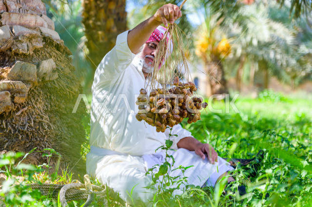 مزارع سعودي خليجي يقوم بحصاد و التقاط التمور باستخدام ادوات شعبية قديمة ، مهنة تراثية  ، الموسم الزراعي ، موسم جني محصول التمور في المناطق الزراعية ، مزارع النخيل المثمرة في المملكة العربية السعودية ، مزارع لانتاج التمور ، المناطق الزراعية للنخيل