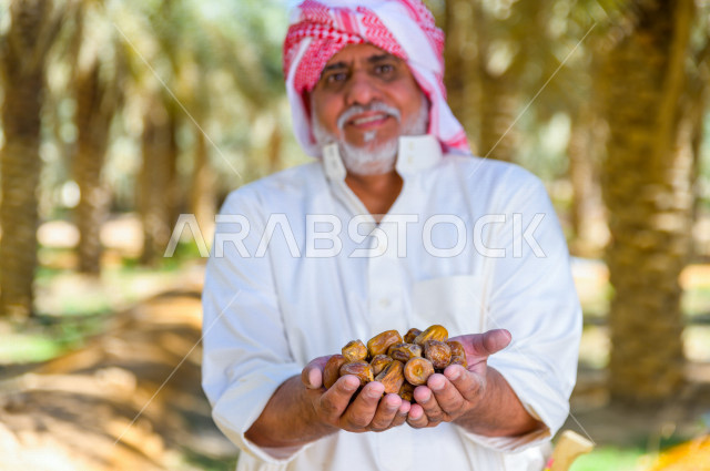 مزارع سعودي خليجي يقوم بحصاد و التقاط التمور باستخدام ادوات شعبية قديمة ، مهنة تراثية  ، الموسم الزراعي ، موسم جني محصول التمور في المناطق الزراعية ، مزارع النخيل المثمرة في المملكة العربية السعودية ، مزارع لانتاج التمور ، المناطق الزراعية للنخيل