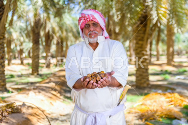 مزارع سعودي خليجي يقوم بحصاد و التقاط التمور باستخدام ادوات شعبية قديمة ، مهنة تراثية  ، الموسم الزراعي ، موسم جني محصول التمور في المناطق الزراعية ، مزارع النخيل المثمرة في المملكة العربية السعودية ، مزارع لانتاج التمور ، المناطق الزراعية للنخيل