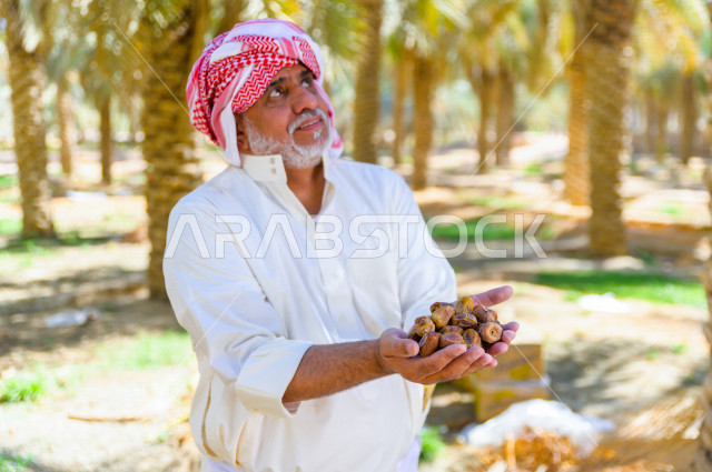 مزارع سعودي خليجي يقوم بحصاد و التقاط التمور باستخدام ادوات شعبية قديمة ، مهنة تراثية  ، الموسم الزراعي ، موسم جني محصول التمور في المناطق الزراعية ، مزارع النخيل المثمرة في المملكة العربية السعودية ، مزارع لانتاج التمور ، المناطق الزراعية للنخيل