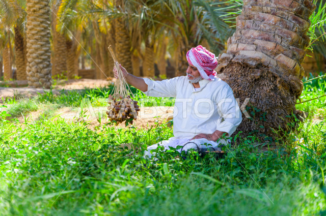 مزارع سعودي خليجي يقوم بحصاد و التقاط التمور باستخدام ادوات شعبية قديمة ، مهنة تراثية  ، الموسم الزراعي ، موسم جني محصول التمور في المناطق الزراعية ، مزارع النخيل المثمرة في المملكة العربية السعودية ، مزارع لانتاج التمور ، المناطق الزراعية للنخيل