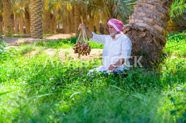 مزارع سعودي خليجي يقوم بحصاد و التقاط التمور باستخدام ادوات شعبية قديمة ، مهنة تراثية  ، الموسم الزراعي ، موسم جني محصول التمور في المناطق الزراعية ، مزارع النخيل المثمرة في المملكة العربية السعودية ، مزارع لانتاج التمور ، المناطق الزراعية للنخيل