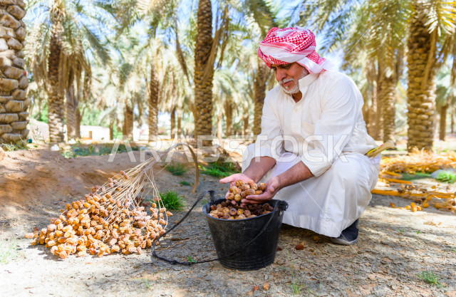 مزارع سعودي خليجي يقوم بحصاد و التقاط التمور باستخدام ادوات شعبية قديمة ، مهنة تراثية  ، الموسم الزراعي ، موسم جني محصول التمور في المناطق الزراعية ، مزارع النخيل المثمرة في المملكة العربية السعودية ، مزارع لانتاج التمور ، المناطق الزراعية للنخيل