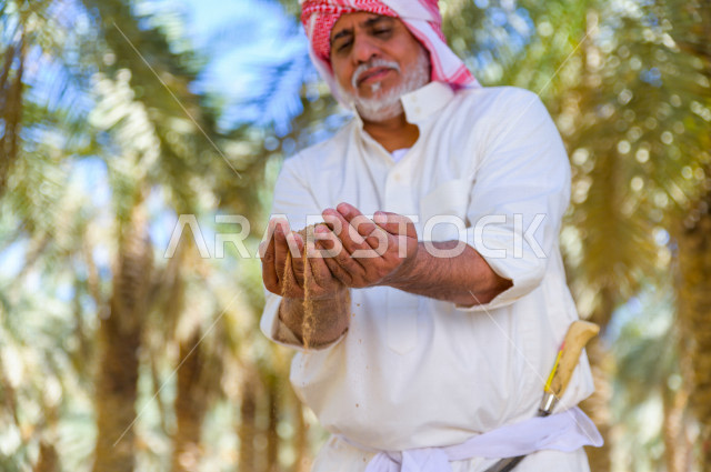 مزارع سعودي خليجي يقوم بحصاد و التقاط التمور باستخدام ادوات شعبية قديمة ، مهنة تراثية  ، الموسم الزراعي ، موسم جني محصول التمور في المناطق الزراعية ، مزارع النخيل المثمرة في المملكة العربية السعودية ، مزارع لانتاج التمور ، المناطق الزراعية للنخيل