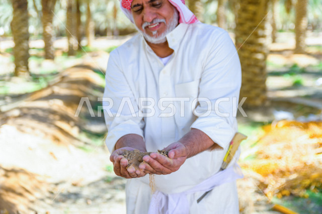 مزارع سعودي خليجي يقوم بحصاد و التقاط التمور باستخدام ادوات شعبية قديمة ، مهنة تراثية  ، الموسم الزراعي ، موسم جني محصول التمور في المناطق الزراعية ، مزارع النخيل المثمرة في المملكة العربية السعودية ، مزارع لانتاج التمور ، المناطق الزراعية للنخيل