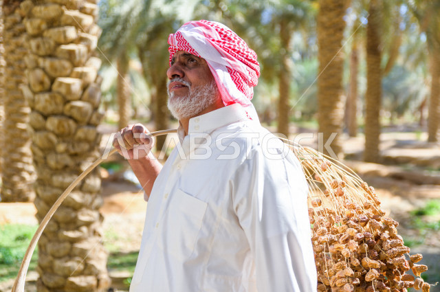 مزارع سعودي خليجي يقوم بحصاد و التقاط التمور باستخدام ادوات شعبية قديمة ، مهنة تراثية  ، الموسم الزراعي ، موسم جني محصول التمور في المناطق الزراعية ، مزارع النخيل المثمرة في المملكة العربية السعودية ، مزارع لانتاج التمور ، المناطق الزراعية للنخيل