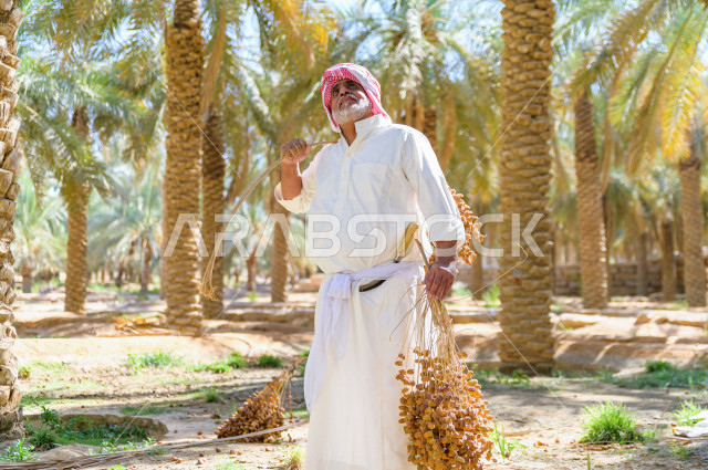 مزارع سعودي خليجي يقوم بحصاد و التقاط التمور باستخدام ادوات شعبية قديمة ، مهنة تراثية  ، الموسم الزراعي ، موسم جني محصول التمور في المناطق الزراعية ، مزارع النخيل المثمرة في المملكة العربية السعودية ، مزارع لانتاج التمور ، المناطق الزراعية للنخيل