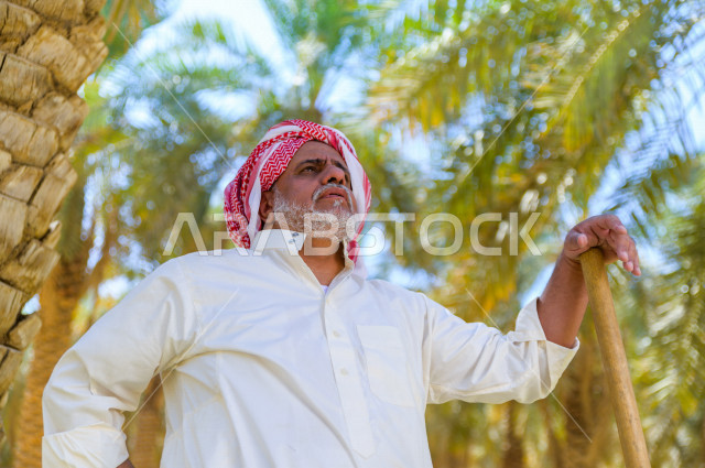 مزارع سعودي خليجي بايمائات و تعابير وجه مختلفه ، يبذل مجهود كبير في حصاد التمور و الاهتمام باشجار النخيل  ، الموسم الزراعي ، موسم جني محصول التمور في المناطق الزراعية ، مزارع النخيل المثمرة في المملكة العربية السعودية ، مزارع لانتاج التمور ، المناطق الزرا