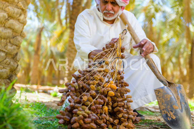 مزارع سعودي خليجي يقوم بحصاد و التقاط التمور باستخدام ادوات شعبية قديمة ، مهنة تراثية  ، الموسم الزراعي ، موسم جني محصول التمور في المناطق الزراعية ، مزارع النخيل المثمرة في المملكة العربية السعودية ، مزارع لانتاج التمور ، المناطق الزراعية للنخيل